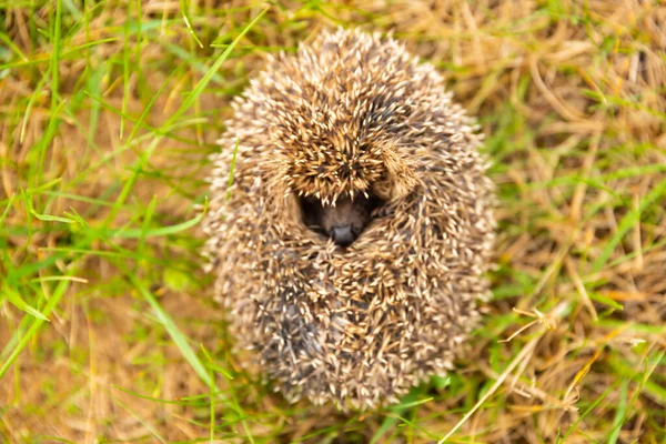 Curled Little Hedgehog Green Grass — Stock Photo, Image