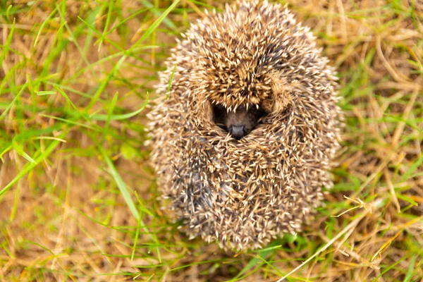 Kleiner Igel Auf Dem Grünen Gras Zusammengerollt — Stockfoto