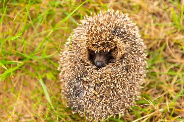 Kleiner Igel Auf Dem Grünen Gras Zusammengerollt — Stockfoto