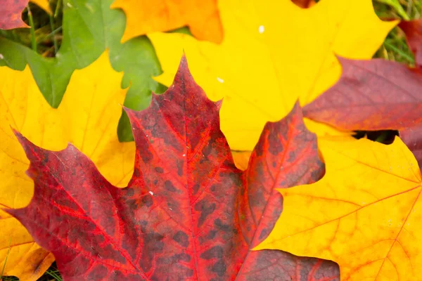 Autumn red maple leaf on green grass — Stock Image Autumn Red Maple Leaf Green Grass Stock Image