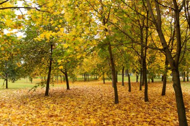 Sonbaharda akçaağaç ağaçları olan güzel bir park..