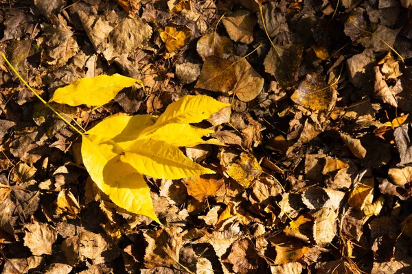 Καφέ Και Κίτρινα Πεσμένα Φθινοπωρινά Φύλλα Ξαπλωμένα Στο Έδαφος — Φωτογραφία Αρχείου