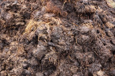 Kokuşmuş hayvan gübresi yığını. Çiftlikte bir yığın gübre..