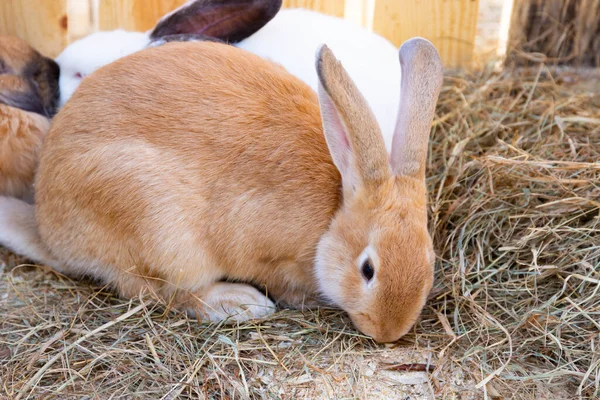 Ginger Red Rabbit Bunny Lard Bed — Stock Photo, Image