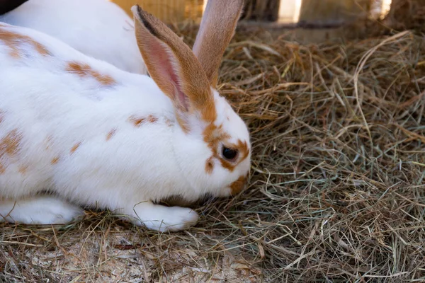 Красивый Кролик Кровати Салома Открытом Воздухе Пасхальный Кролик — стоковое фото