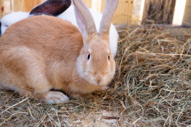 Zencefil, kırmızı tavşan, tavşan, domuz yağı yatağında..