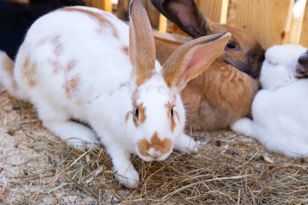 Много Домашних Кроликов Соломенных Постельных Принадлежностях — стоковое фото