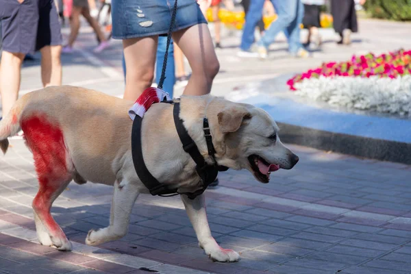 A large dog with red paint on its paw protests against violence against civilians. Concept. Selective focus