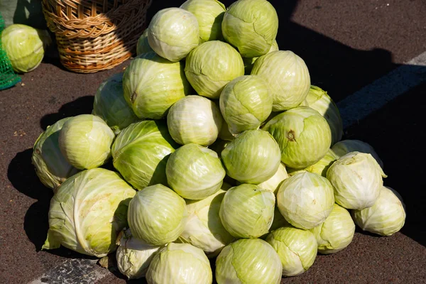 Mountain Bunch White Cabbage Fair Collecting Cabbage — Stock Photo, Image