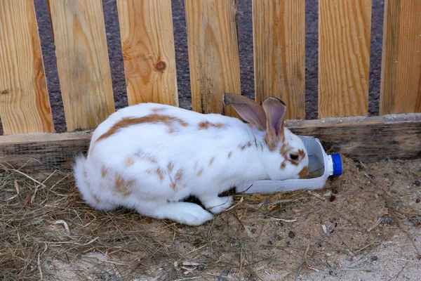 Schöne Kaninchen Auf Einem Salombett Freien Osterhase — Stockfoto