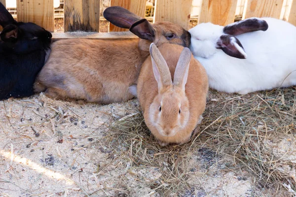 Много Домашних Кроликов Соломенных Постельных Принадлежностях — стоковое фото
