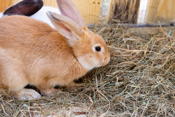 Ingwer Rotes Kaninchen Hase Auf Einem Schmalzbett — Stockfoto