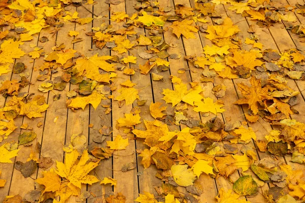 Φθινοπωρινά Φύλλα Ξύλινο Φόντο Έπεσε Ένα Φύλλο Από Ένα Δέντρο — Φωτογραφία Αρχείου