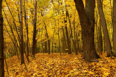 Sonbahar manzarası Akçaağaç yaprakları ve ağaçlarla dolu vahşi orman