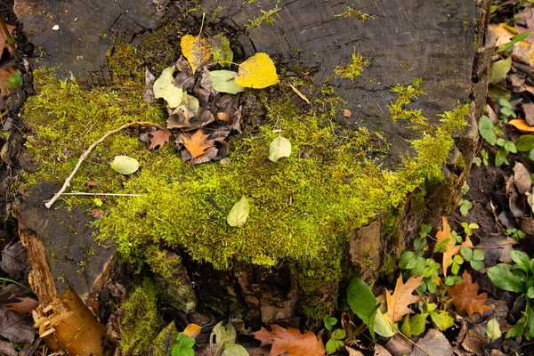 Starý Pařez Zarostlý Mechem Podzim Odchází Žádní Lidé — Stock fotografie