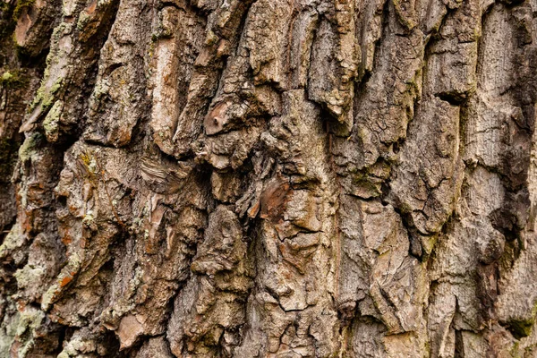 Doğal Kırmızı Meşe Ağacı Kabuğu Dokusu — Stok fotoğraf