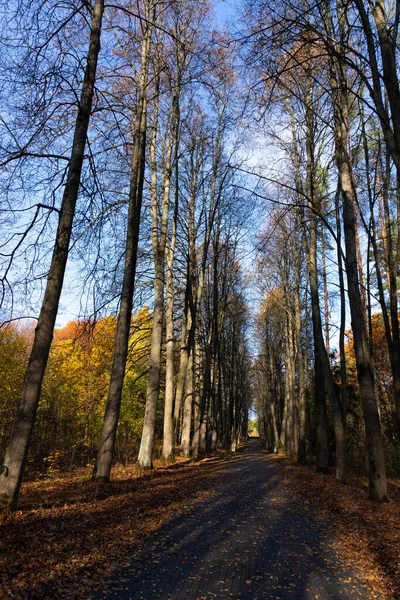Piękny Jesienny Krajobraz Żółtymi Pomarańczowymi Drzewami Drogą Promieniami Słońca Zachodzącego — Zdjęcie stockowe