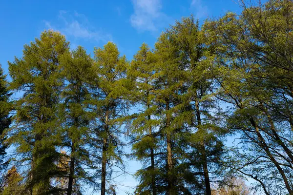 Parque Hogar Alerces Europeos Variedad Buli Larix Decidua — Foto de Stock