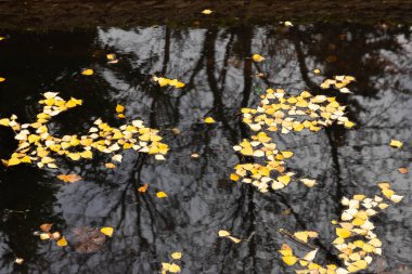 Arka plan, gölün karanlık yüzeyinde düşen parlak sonbahar yaprakları tarafından oluşturuldu..
