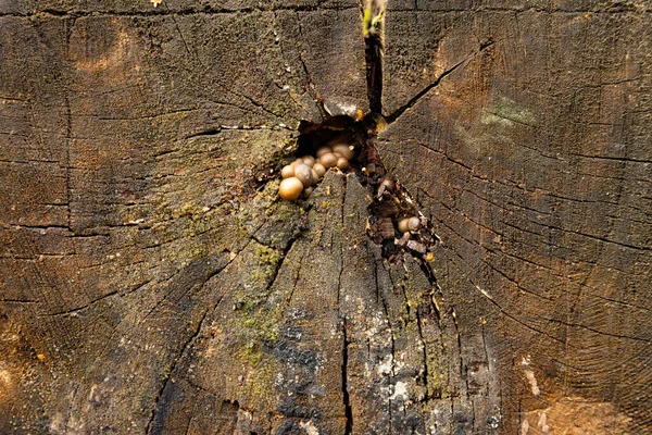 Vieux Bois Chêne Brut Naturel Texturé Gros Plan — Photo