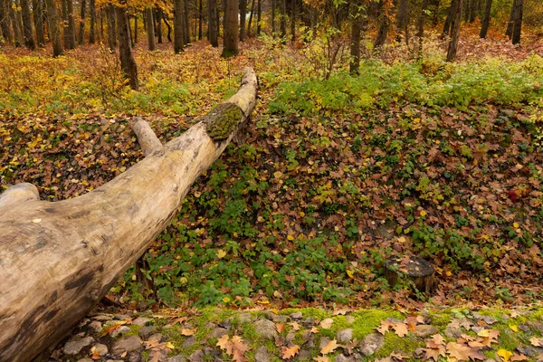 Ένα Πεσμένο Δέντρο Πάνω Από Μια Ρεματιά Χρησιμοποιείται Φυσική Γέφυρα — Φωτογραφία Αρχείου