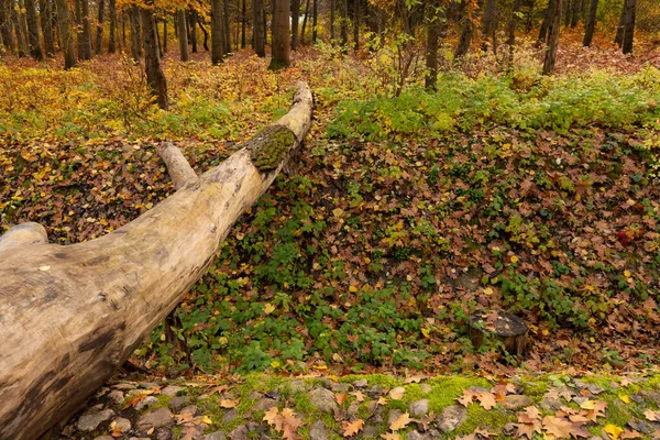 Padlý Strom Nad Strží Používá Jako Přirozený Most — Stock fotografie