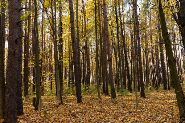 Осінній Пейзаж Дикий Ліс Кленовим Листям Деревами — стокове фото
