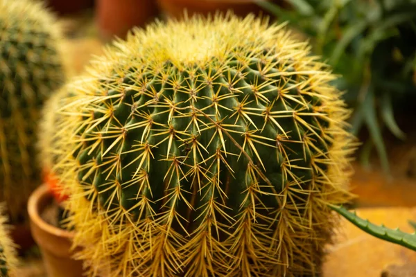 Bola Cactus Echinocactus Grusonii Jardín Cactus Barril Dorado Suculento Cerca — Foto de Stock