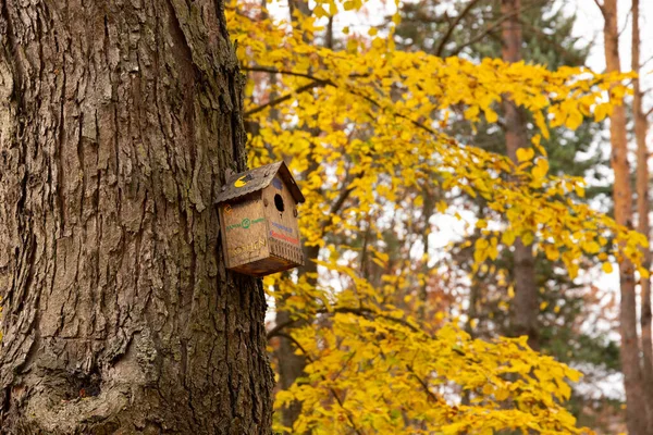 Sonbahar Parkında Ağaçta Starling House — Stok fotoğraf