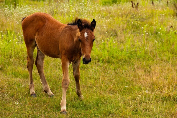 Potro Joven Sentará Campo — Foto de Stock