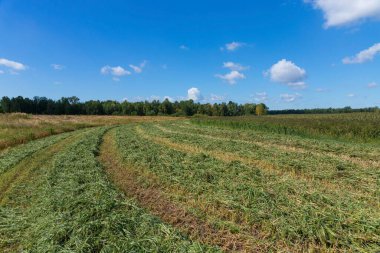 Küçük Millet 'in sapını tahılla kapat. Millet yiyecek, yem ve alkollü içecekler üretmek için kullanılır..