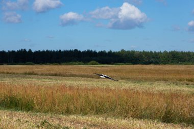 Vahşi doğadaki çayırlarda beyaz leylekleri besliyor..