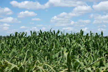 Yeşil mısır tarlası, mavi gökyüzü ve yaz günü güneş..
