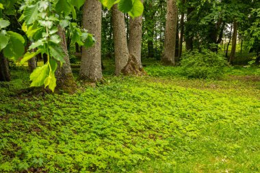 Ağaçları, çiçekleri, yolları olan yeşil şehir parkı.