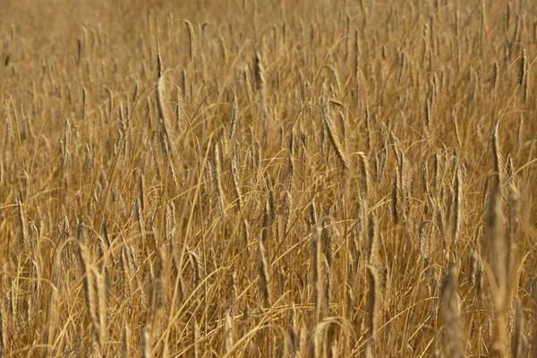 Concept Fertilité Terre Nourriture Vie Naissance Une Nouvelle Vie — Photo