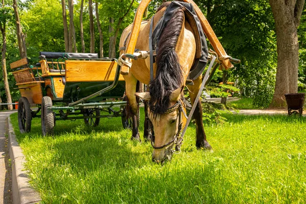 Horse Harnessed Wagon Public Park — Stock Photo, Image