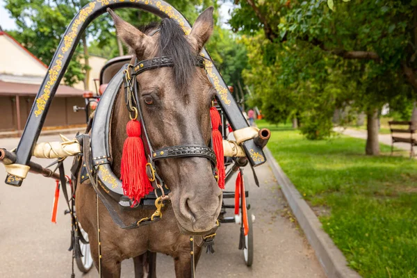 Cabeza Caballo Marrón Con Arnés Parque Ciudad — Foto de Stock