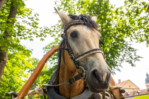 都市公園でハーネス付きの茶色の馬の頭 — ストック写真