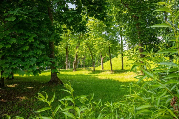 Зелений Міський Парк Деревами Квітами Доріжками — стокове фото