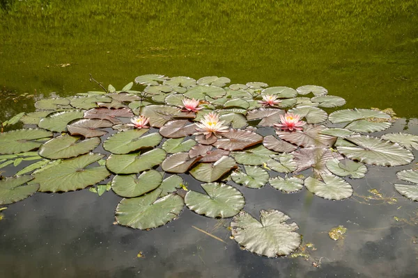 自然公園内の池で睡蓮の景色 上からの眺め — ストック写真