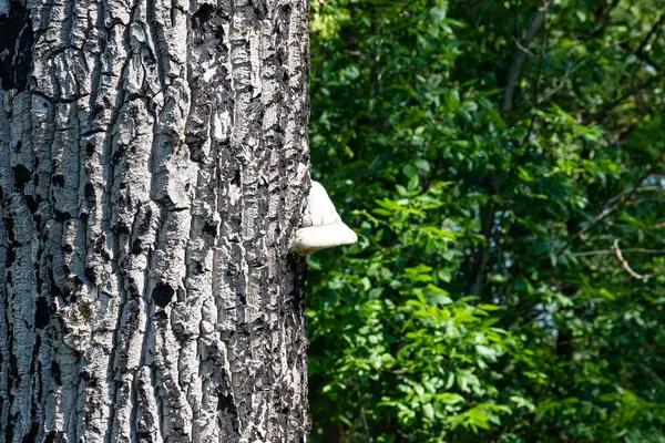 Cogumelo Medicinal Árvore Morta Tunk Close — Fotografia de Stock