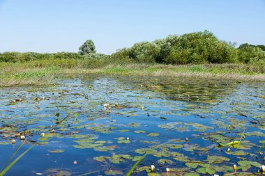 Avrupa 'da bir nehirde beyaz zambaklı manzara.