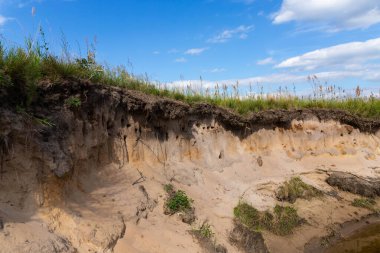 Sand Martin için yuva yeri, ya da Bank Riparia Riparia - yuva kolonisi yutar.
