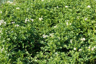 Sebze yatağında beyaz çiçekli patates bitkisi