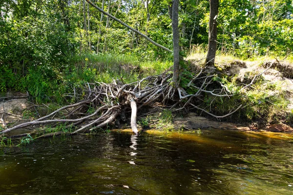 Εκτεθειμένες Ρίζες Δέντρων Ξεπλένονται Από Ρεύμα Του Ποταμού Αντίληψη Ζωής — Φωτογραφία Αρχείου