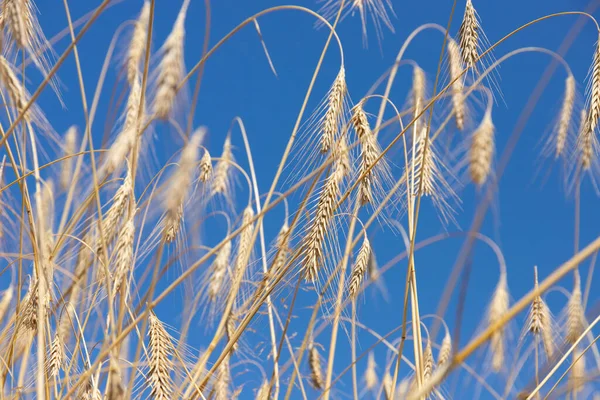 Golden Ear Wheat Blue Sky Soft Focus Closeup Agriculture Background Royalty Free Stock Photos