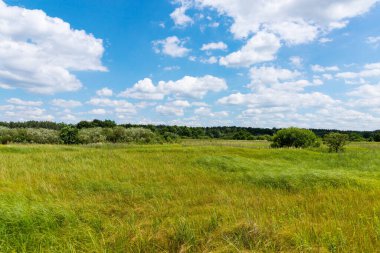 Yaban çayır manzarası, mavi gökyüzünün altında çiçekli tarla..