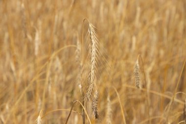 Buğday tarlası. Altın buğday kulakları. Güzel doğa. Manzara. Parlayan güneş ışığında kırsal manzaralar. Olgunlaşan çayır buğday tarlası kulaklarının geçmişi. Zengin hasat kavramı