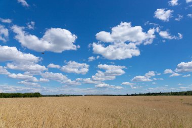 Buğday tarlası ve bulutlu yaz manzarası