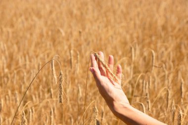 Bir çiftçinin elindeki tahıllar buğday tarlasının arka planına karşı. Hasat. Tarım teması.